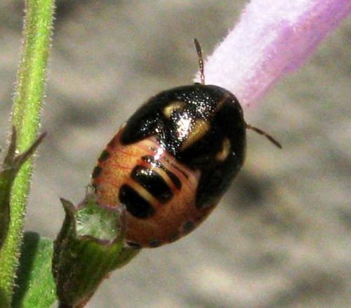 Réf. 37 935 : Neottiglossa leporina
