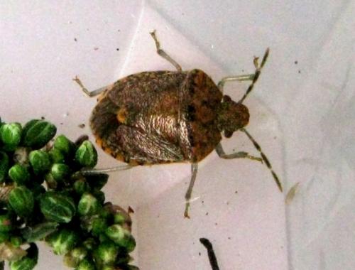 Réf. 37 993 : Dryadocoris apicalis