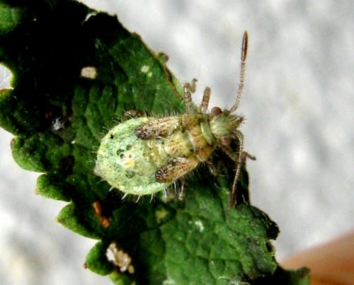 Réf. 37 957 : Rhopalus subrufus
