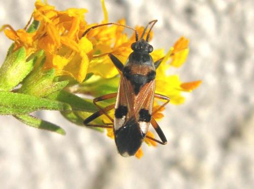 Beosus quadripunctatus