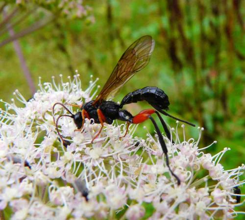 Phaenolobus sp.