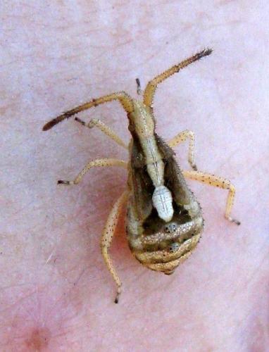 Coriomeris sp.