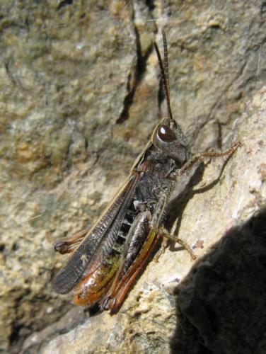 Réf. 37 688 : Chorthippus biguttulus biguttulus