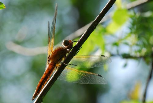 Libellula fulva