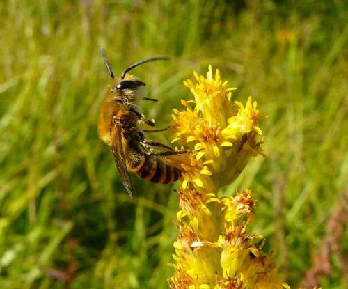 Colletes hederae