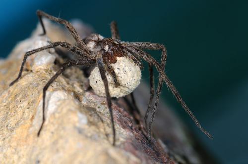 Réf. 37 293 : Pisaura mirabilis