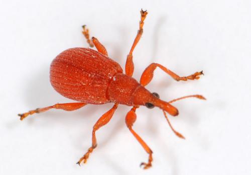 Réf. 37 695 : Apion sp.