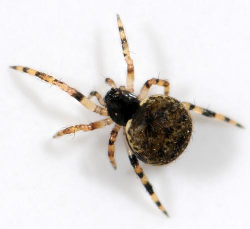 Réf. 37 195 : Dipoena melanogaster