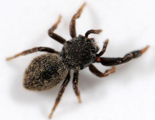 Réf. 37 112 : Sibianor sp.