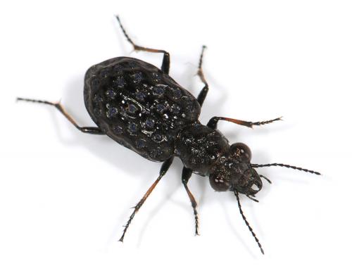 Elaphrus cupreus
