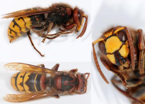 Vespa crabro