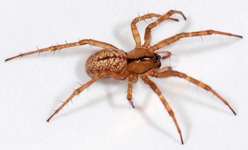 Réf. 37 974 : Stemonyphantes lineatus