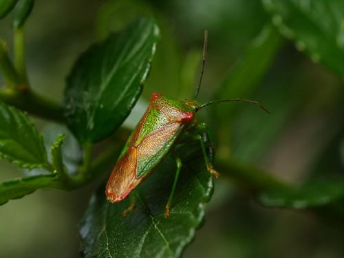 Réf. 37 985 : Acanthosoma haemorrhoidale