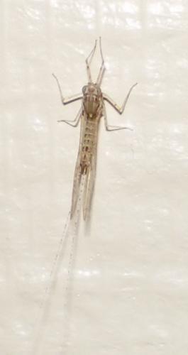Réf. 37 062 : Cloeon sp.