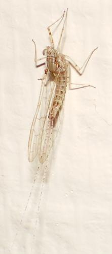 Cloeon sp.
