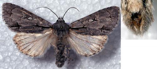 Réf. 37 347 : Acronicta sp.