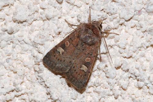 Réf. 37 940 : Xestia xanthographa