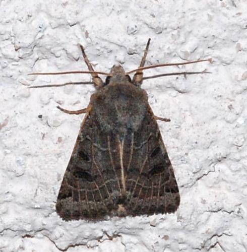 Agrochola lunosa