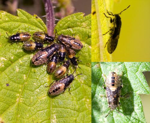 Heterogaster urticae