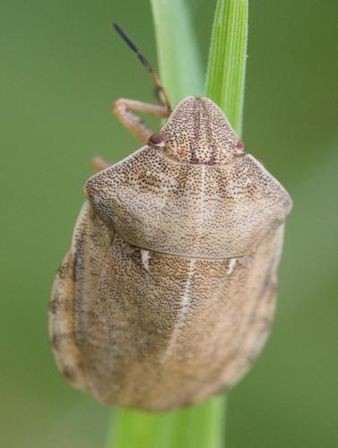 Eurygaster testudinaria