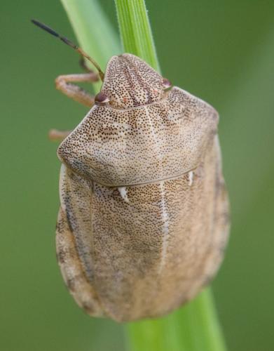 Eurygaster testudinaria