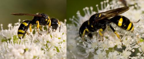 Réf. 37 002 : Ectemnius continuus punctatus