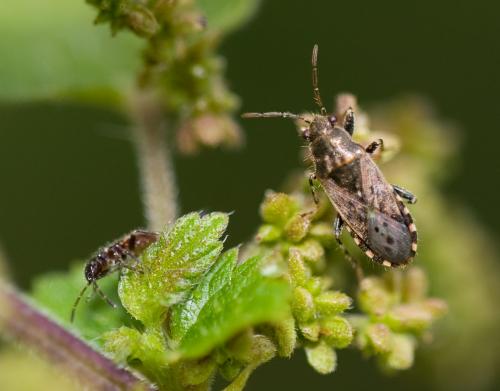 Heterogaster urticae