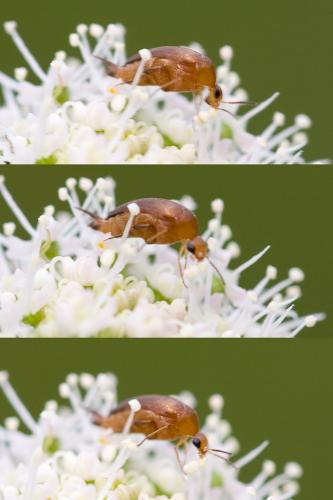 Mordellistena neuwaldeggiana