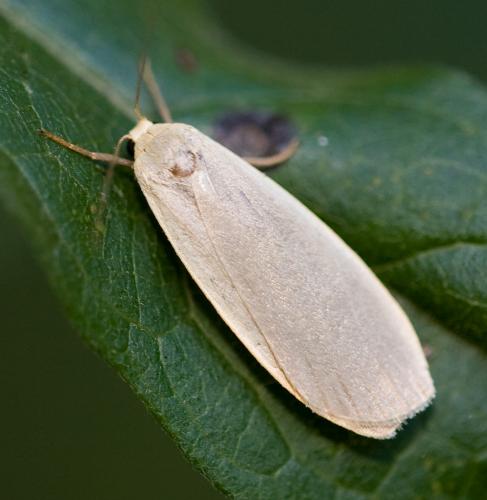Eilema griseola
