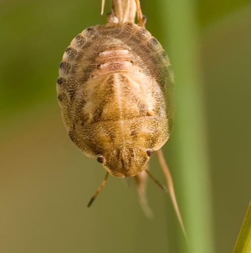 Réf. 37 229 : Eurygaster sp.