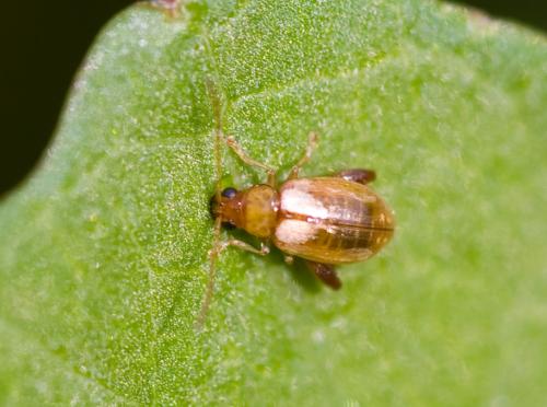 Longitarsus sp.