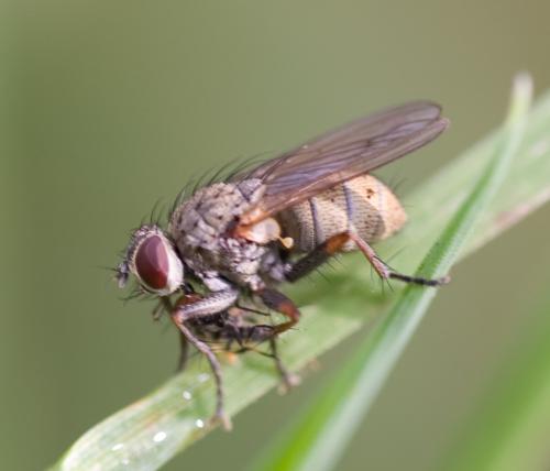 Coenosia tigrina