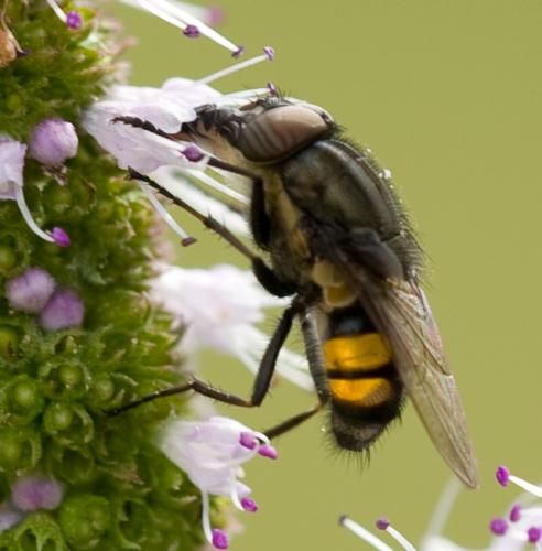 Stomorhina lunata