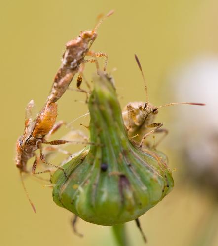 Rhopalus subrufus