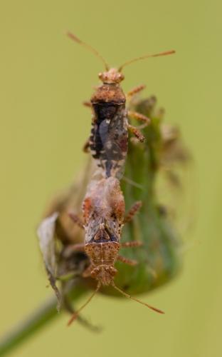 Rhopalus subrufus