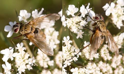 Dexia rustica