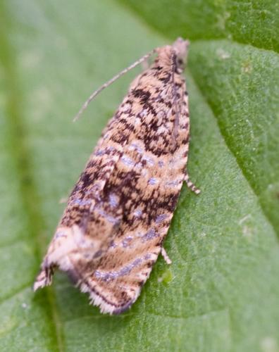 Celypha lacunana