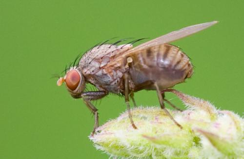 Réf. 37 529 : Minettia sp.
