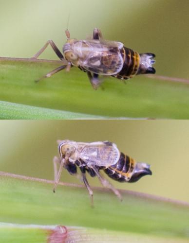 Dicranotropis hamata