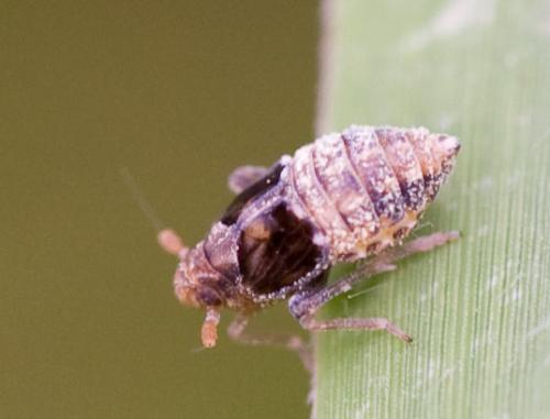 Megamelodes quadrimaculatus