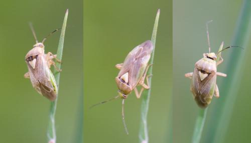 Réf. 37 570 : Lygus rugulipennis