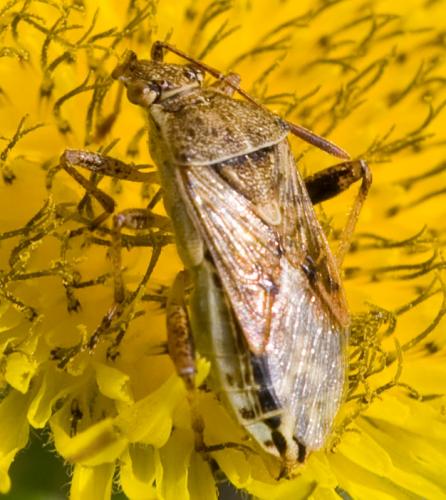 Réf. 37 706 : Stictopleurus punctatonervosus