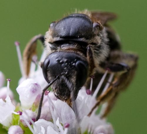 Lasioglossum sp.