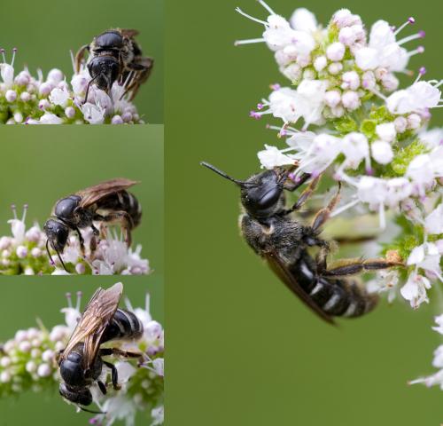 Lasioglossum sp.