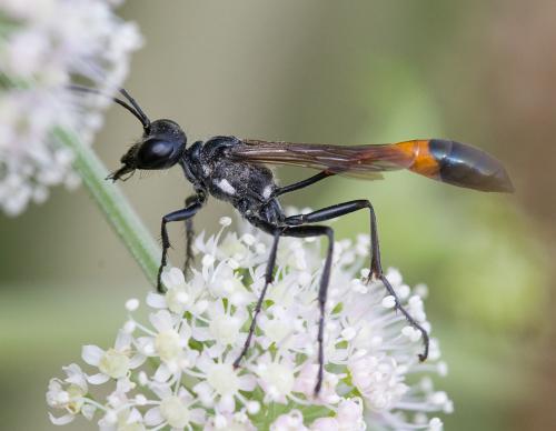Ammophila sabulosa