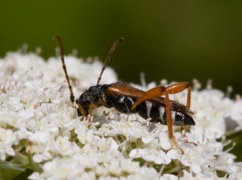 Stenopterus rufus