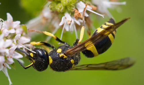 Ancistrocerus nigricornis