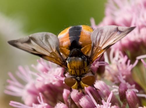Réf. 37 961 : Ectophasia crassipennis