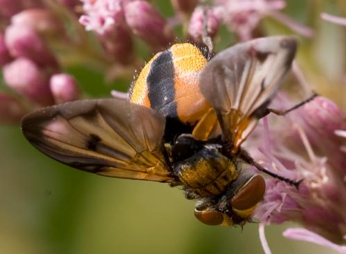 Ectophasia crassipennis