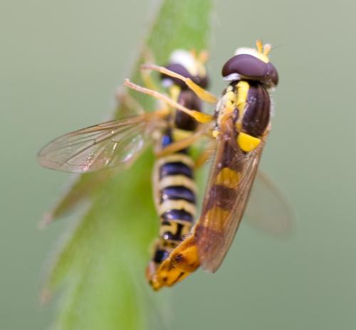 Réf. 37 966 : Sphaerophoria scripta